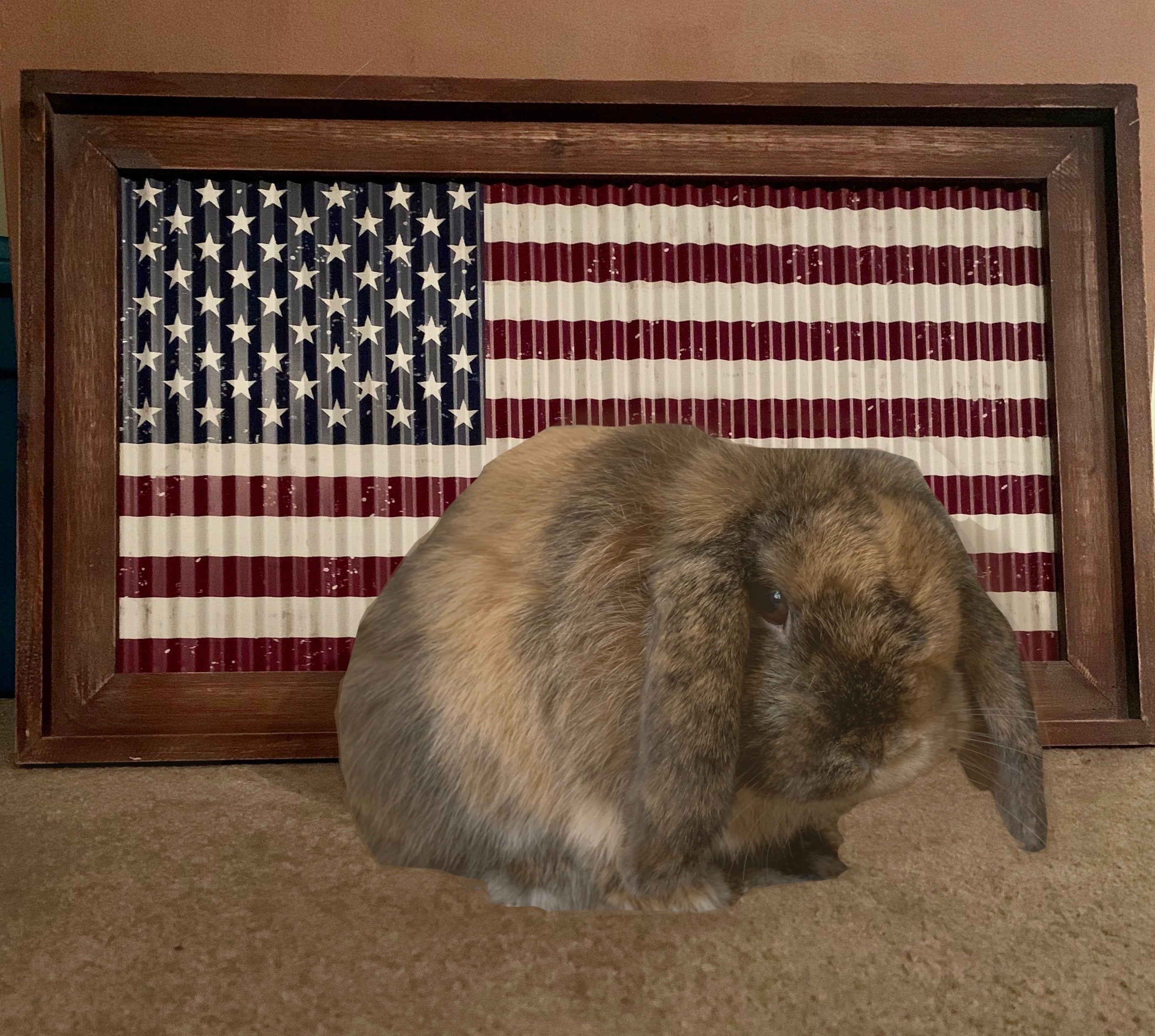 Moose the "Hint" Bunny